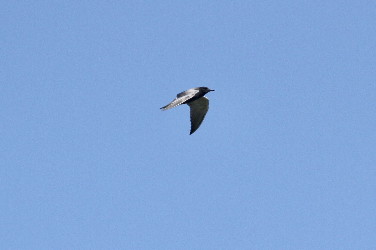 Black Tern - ML562013351