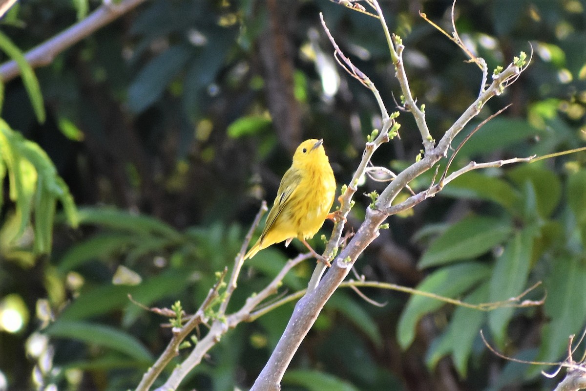 Yellow Warbler - ML562016181