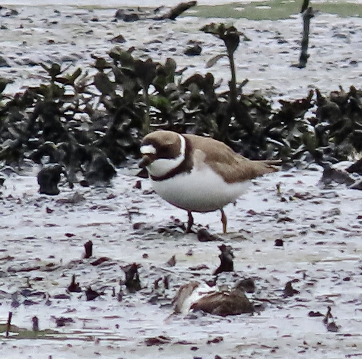 Semipalmated Plover - ML562025341