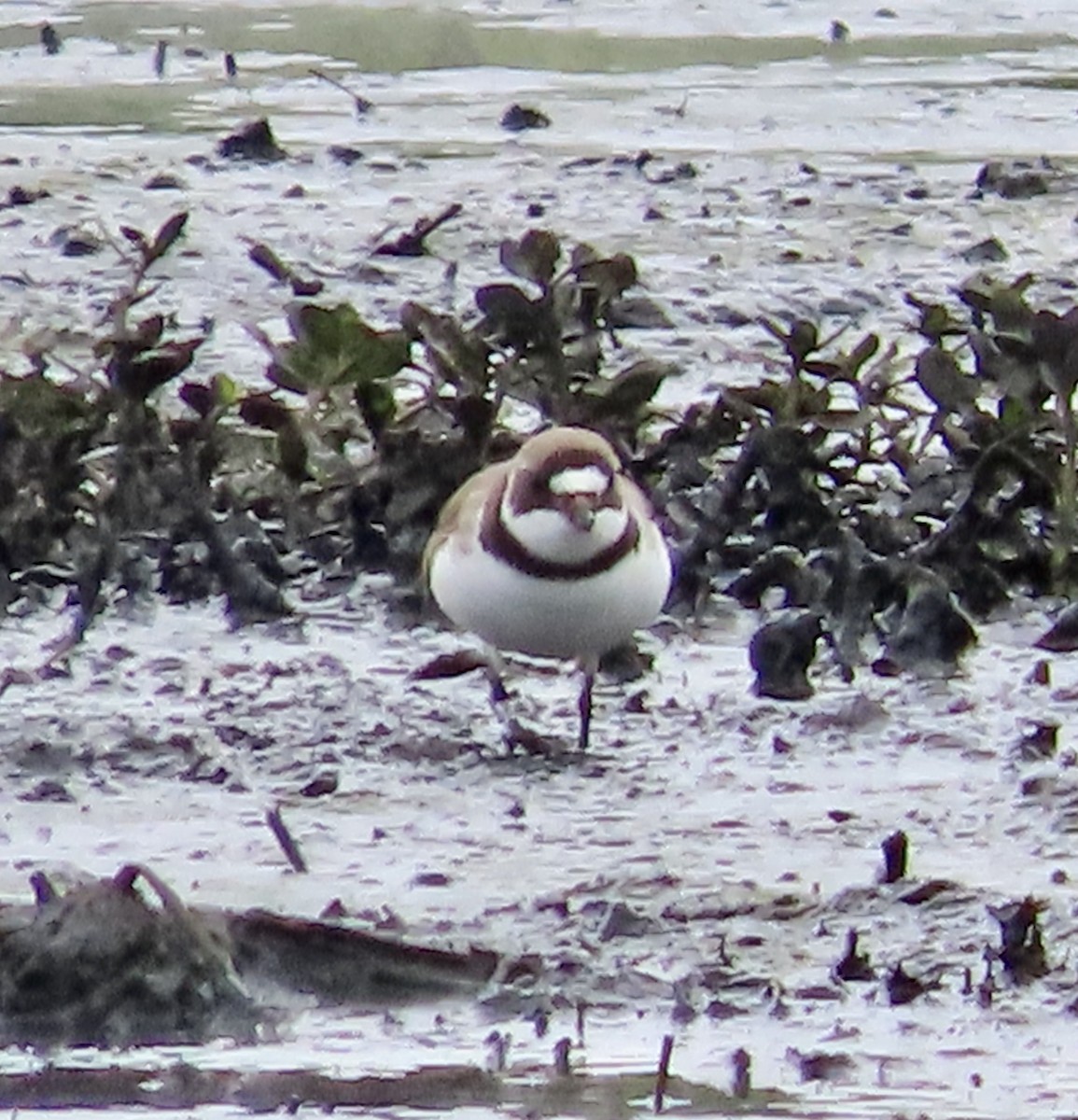 Semipalmated Plover - ML562025371