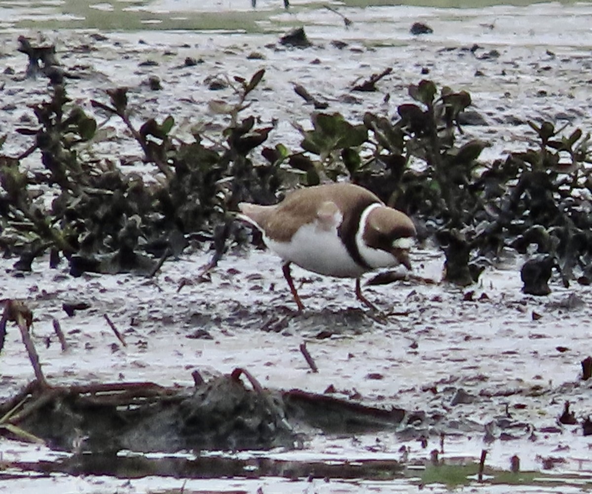 Semipalmated Plover - ML562025381