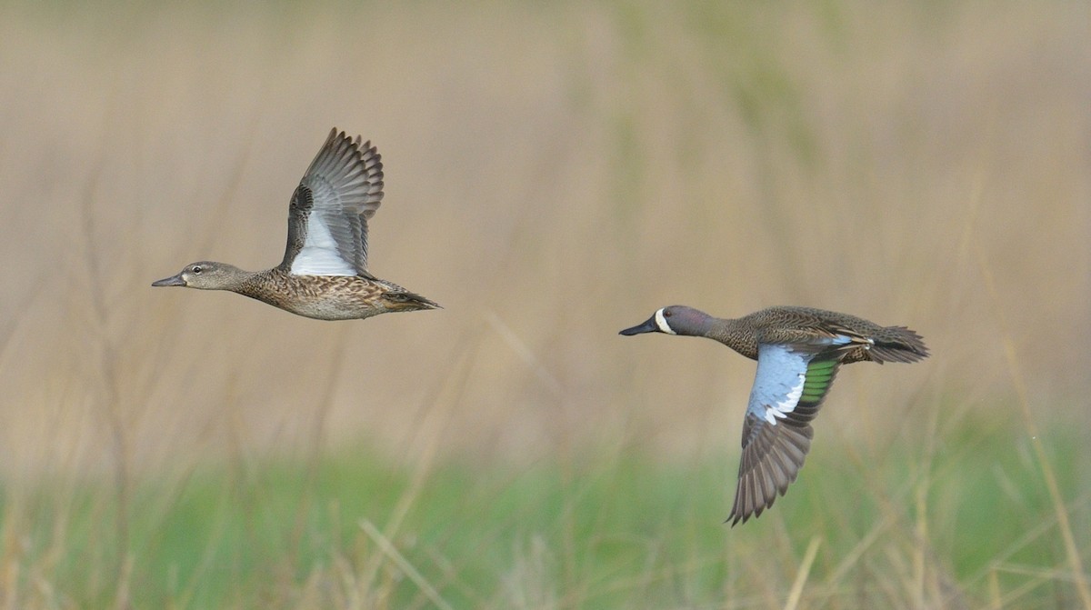 Blue-winged Teal - ML562025861