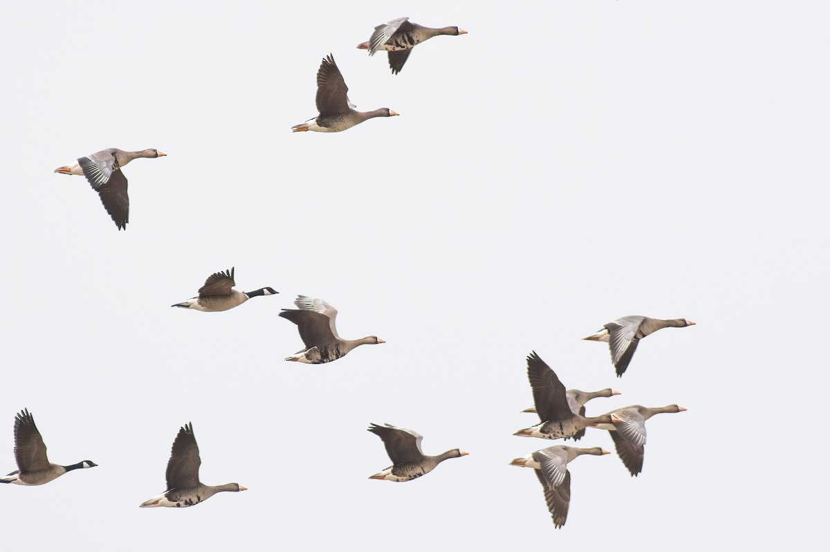 Greater White-fronted Goose - ML562028651