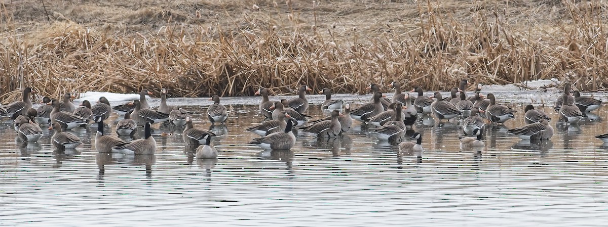 Greater White-fronted Goose - ML562028671