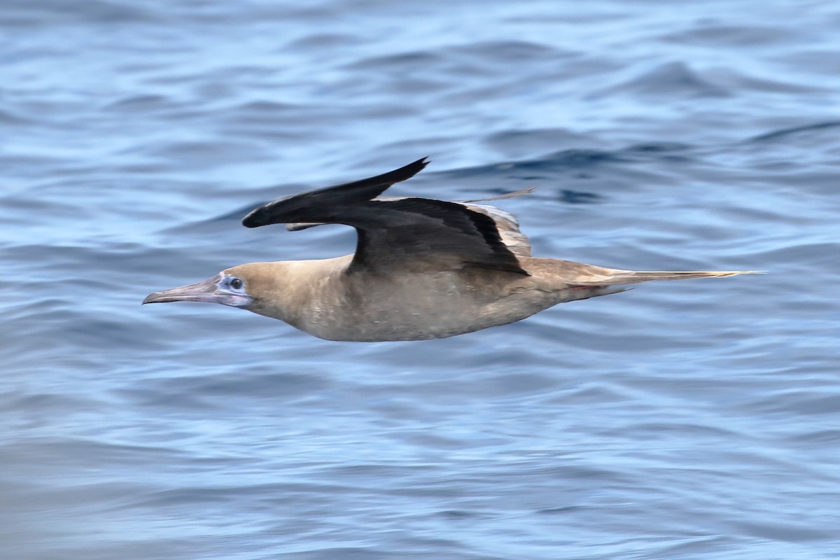 Red-footed Booby - ML562035661