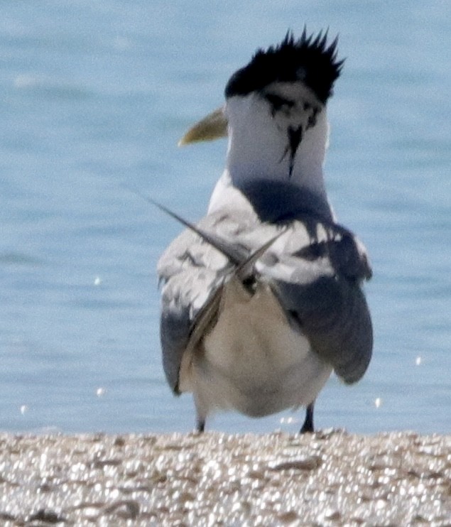 Great Crested Tern - ML562035921