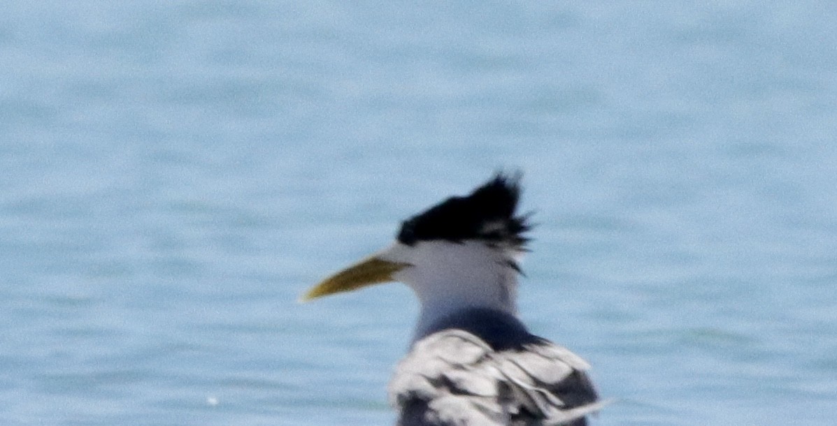 Great Crested Tern - ML562035941