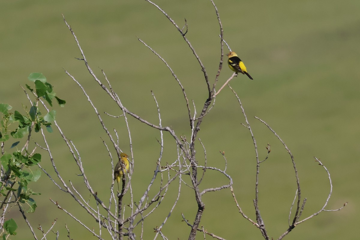 Western Tanager - ML562036961