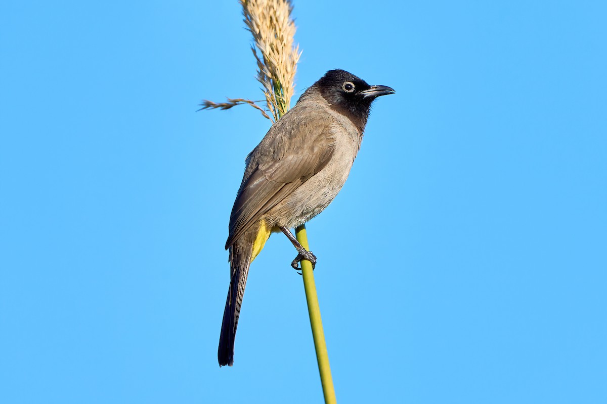 White-spectacled Bulbul - Yuh Woei Chong