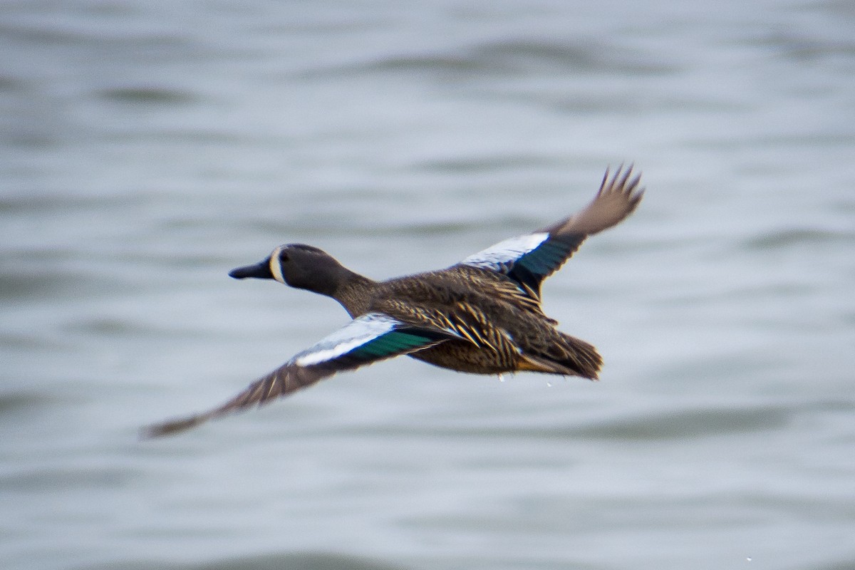 Blue-winged Teal - ML562041341