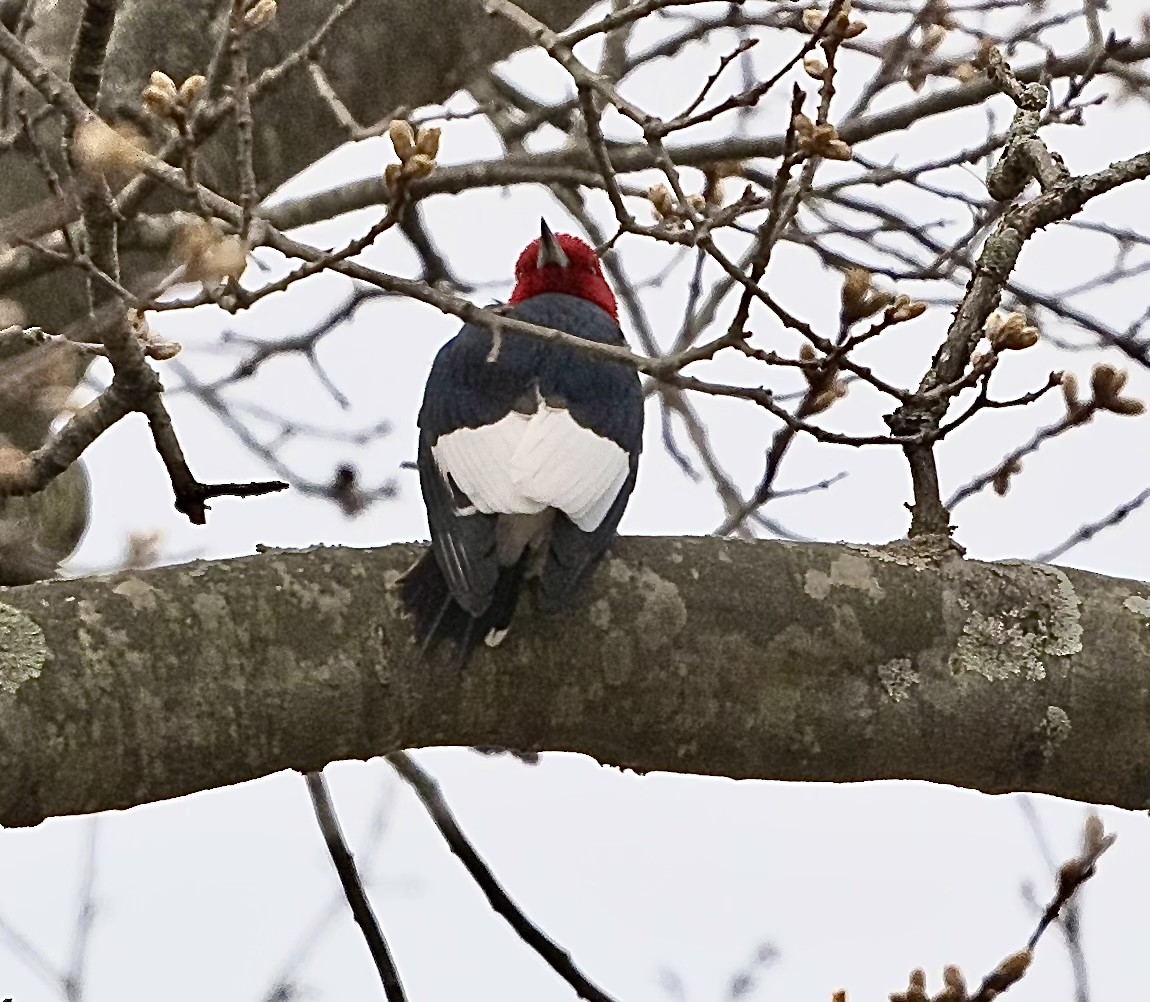Red-headed Woodpecker - ML562041521