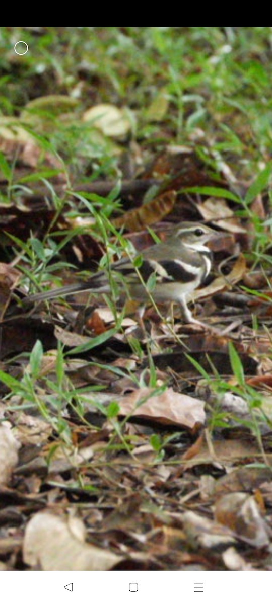 Forest Wagtail - ML562043761