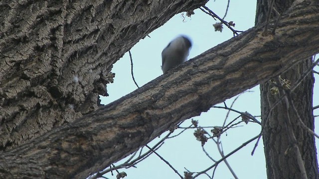White-breasted Nuthatch - ML562043901