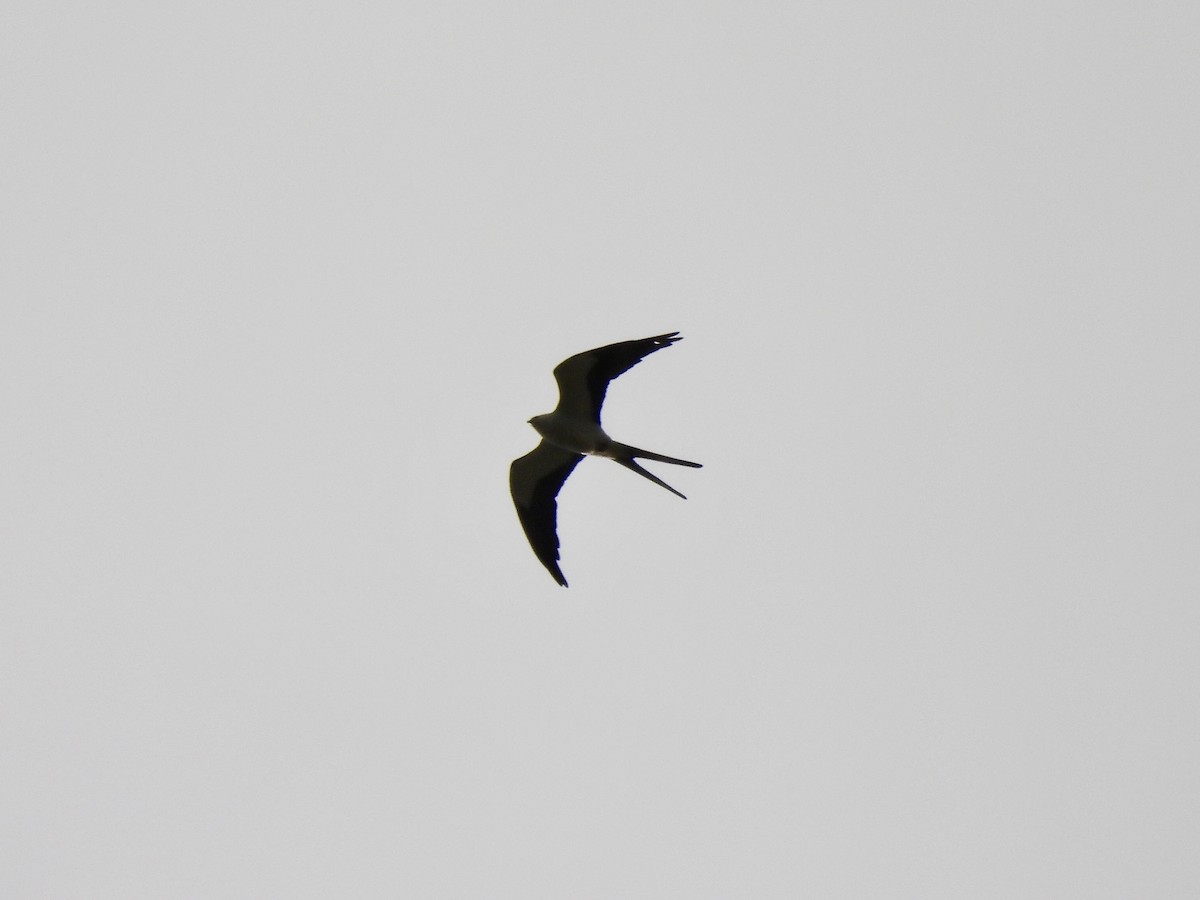 Swallow-tailed Kite - ML562046371