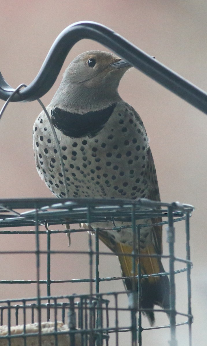 Northern Flicker (Yellow-shafted x Red-shafted) - ML562046781