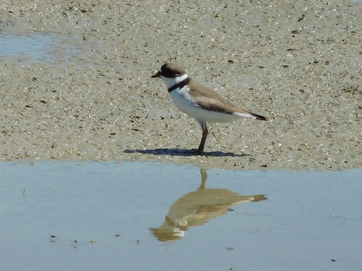 Semipalmated Plover - Steve Summers