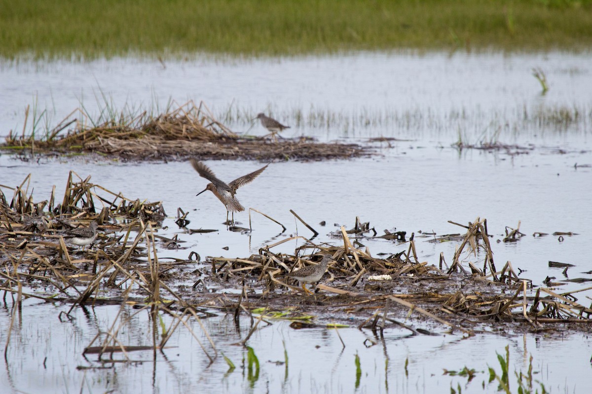 Short-billed Dowitcher - Tom Lally