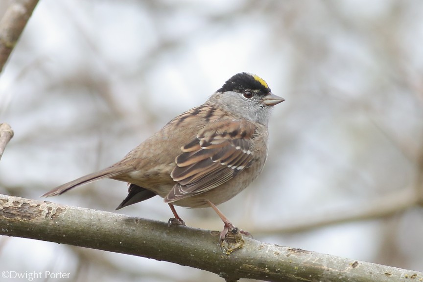 Golden-crowned Sparrow - ML562060821