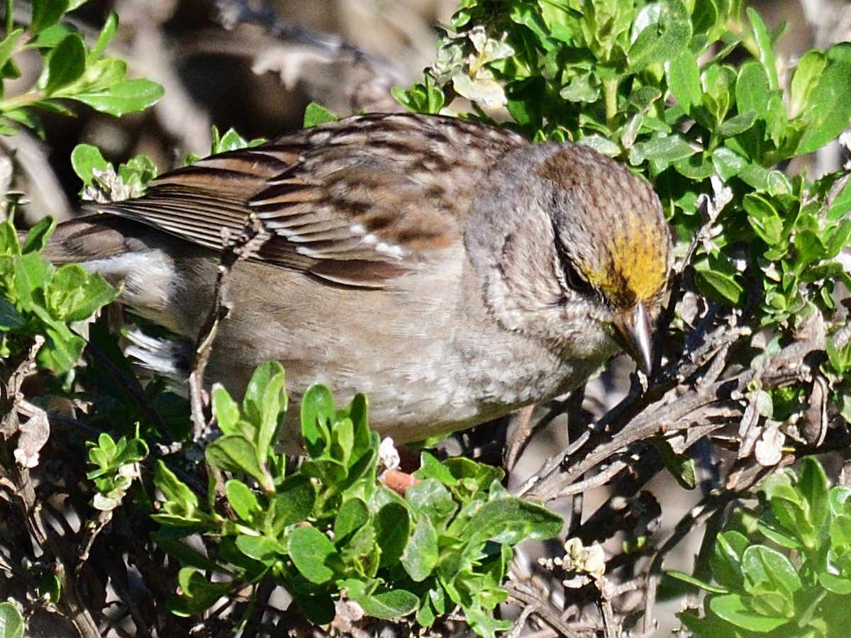 Golden-crowned Sparrow - ML562065461