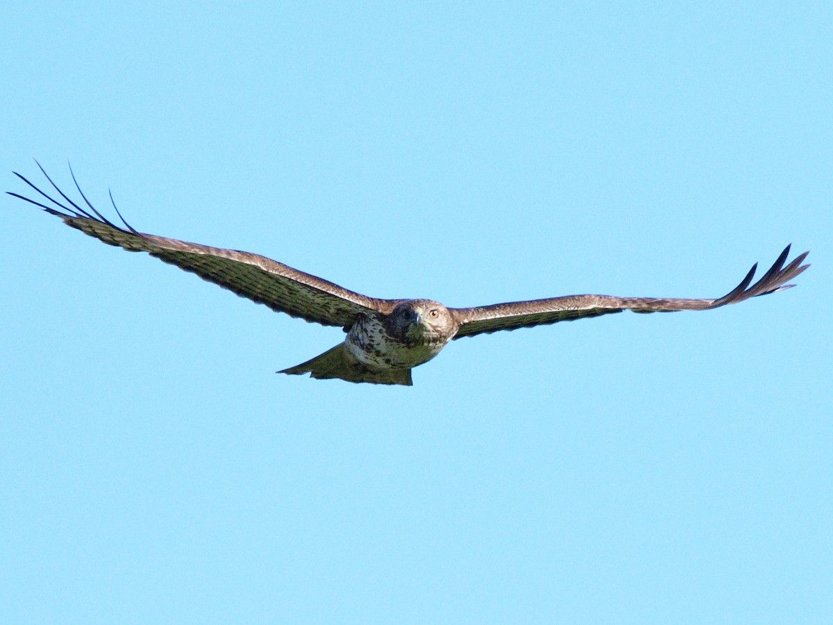 Red-tailed Hawk (calurus/alascensis) - ML562065671
