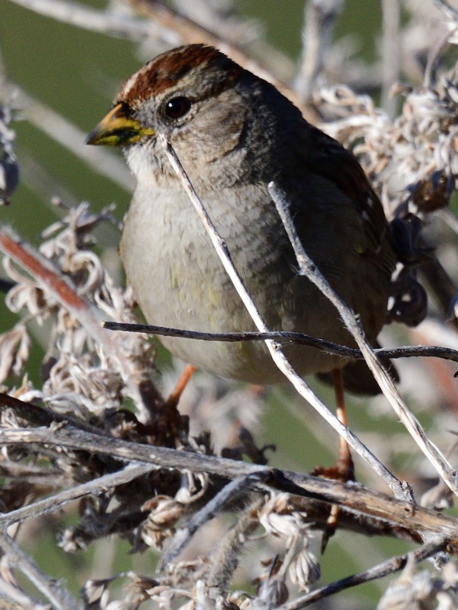 White-crowned Sparrow (Yellow-billed) - ML562065791