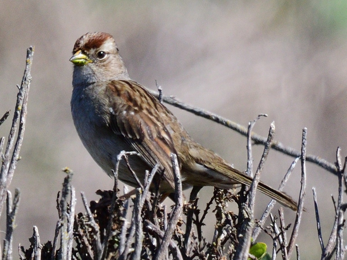 White-crowned Sparrow (Yellow-billed) - ML562067681