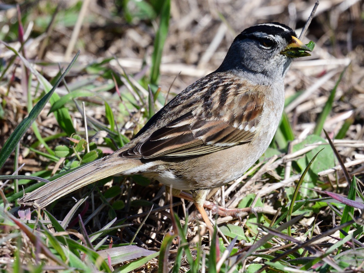 White-crowned Sparrow (Yellow-billed) - ML562067711
