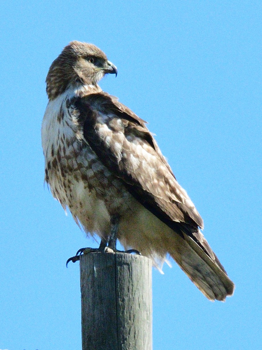 Red-tailed Hawk (calurus/alascensis) - ML562067811