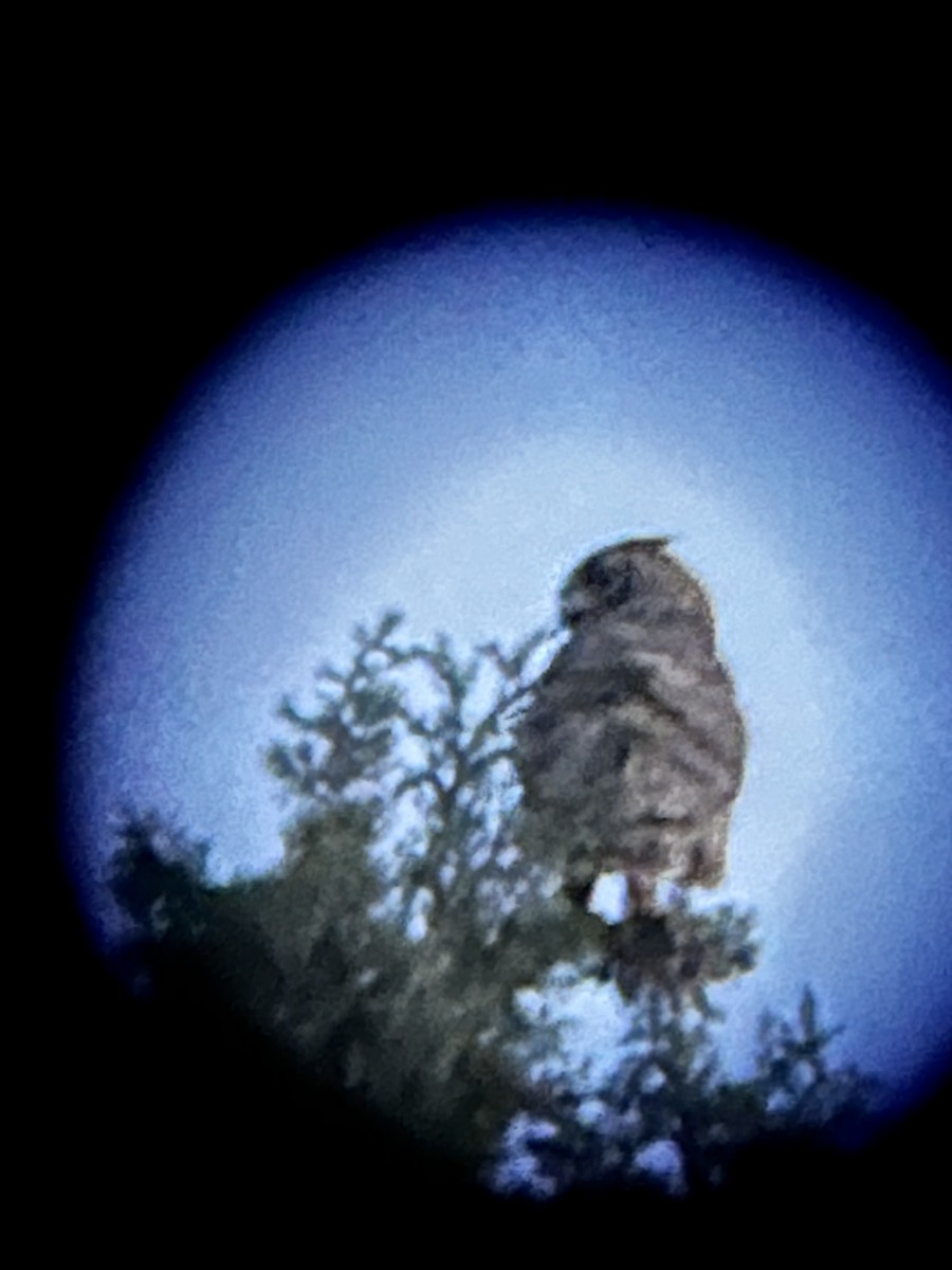 Great Horned Owl - ML562068531