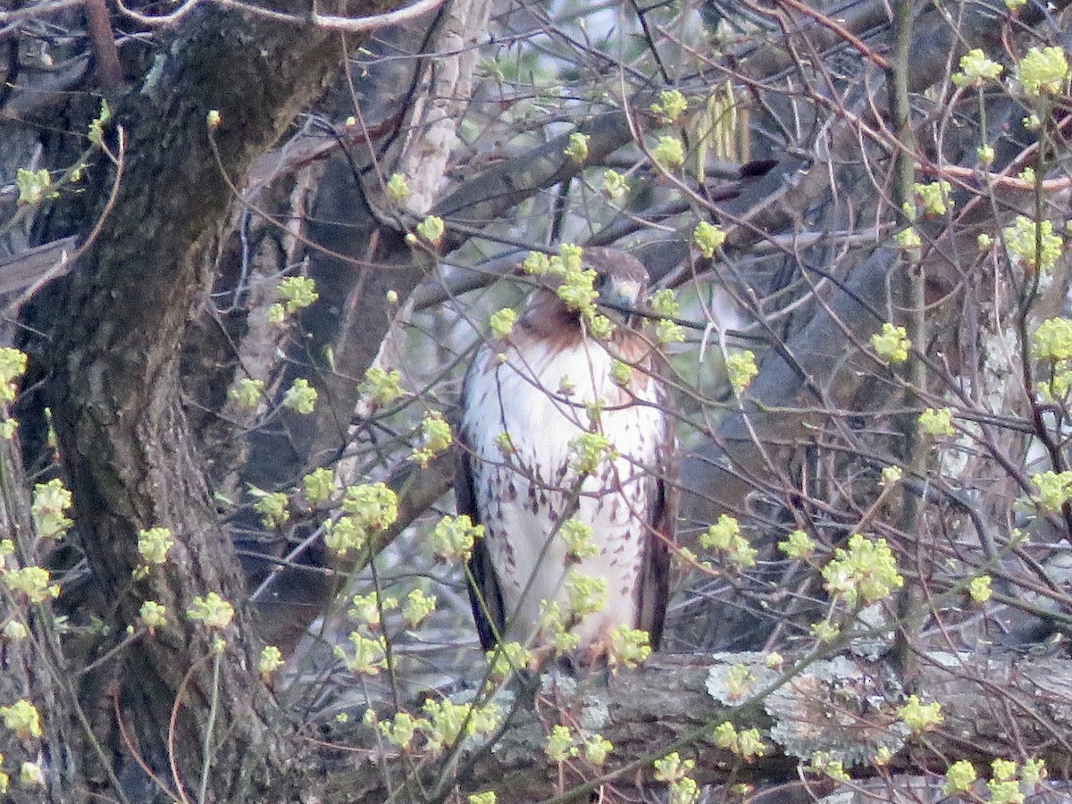 Red-tailed Hawk - ML562072701