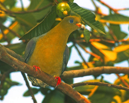 African Green-Pigeon - Mark Chappell