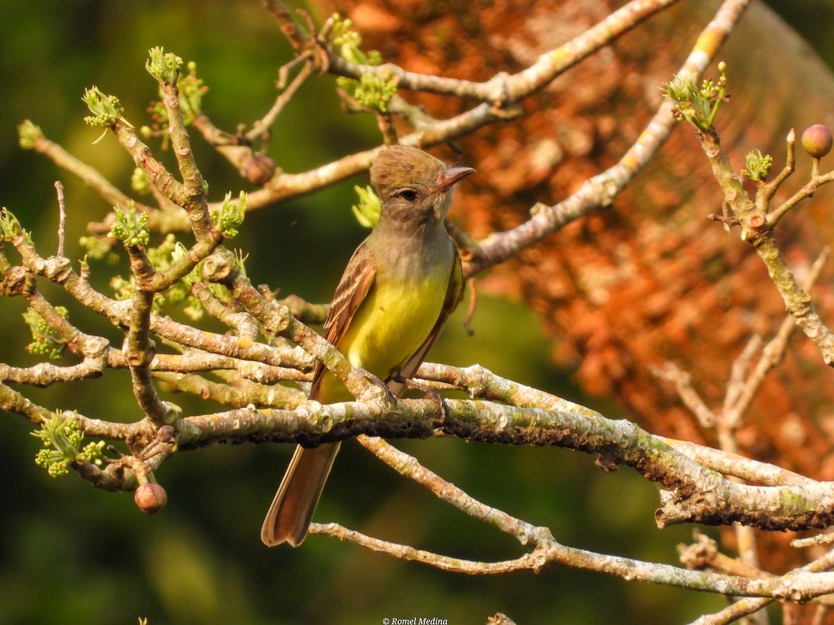 Great Crested Flycatcher - ML562076501