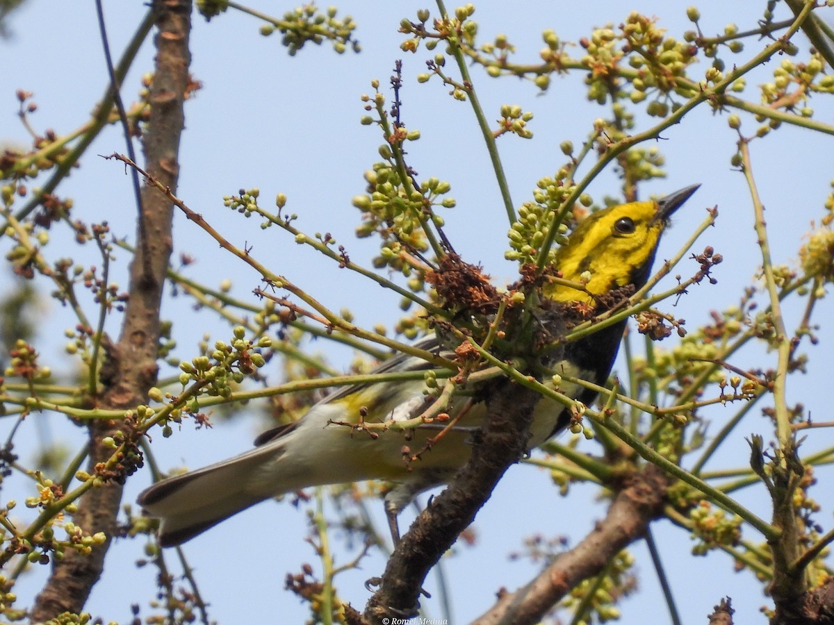 Black-throated Green Warbler - Roberto Medina