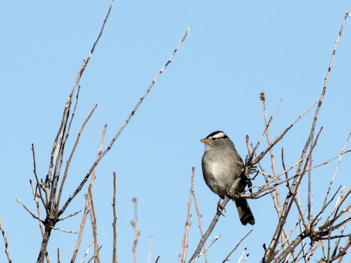 White-crowned Sparrow - ML56207751