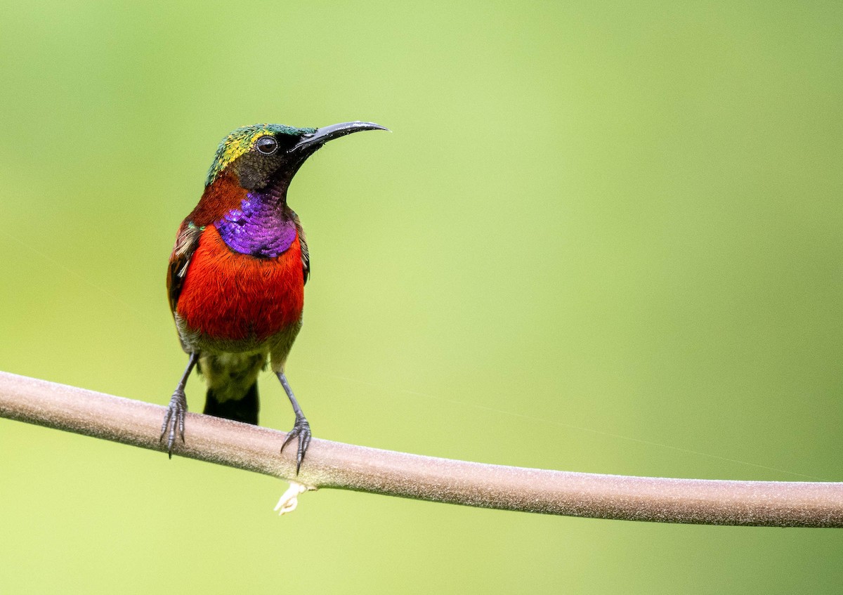 Purple-throated Sunbird (Purple-throated) - Forest Botial-Jarvis