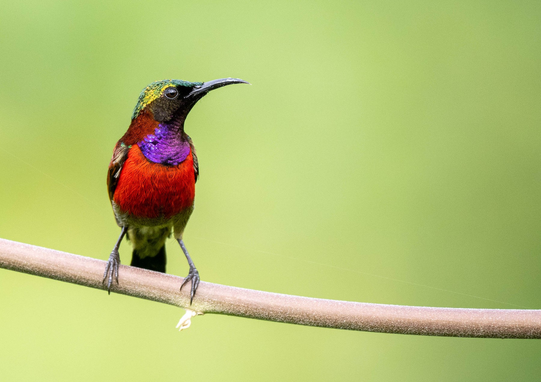 Purple-throated Sunbird (Purple-throated) - eBird