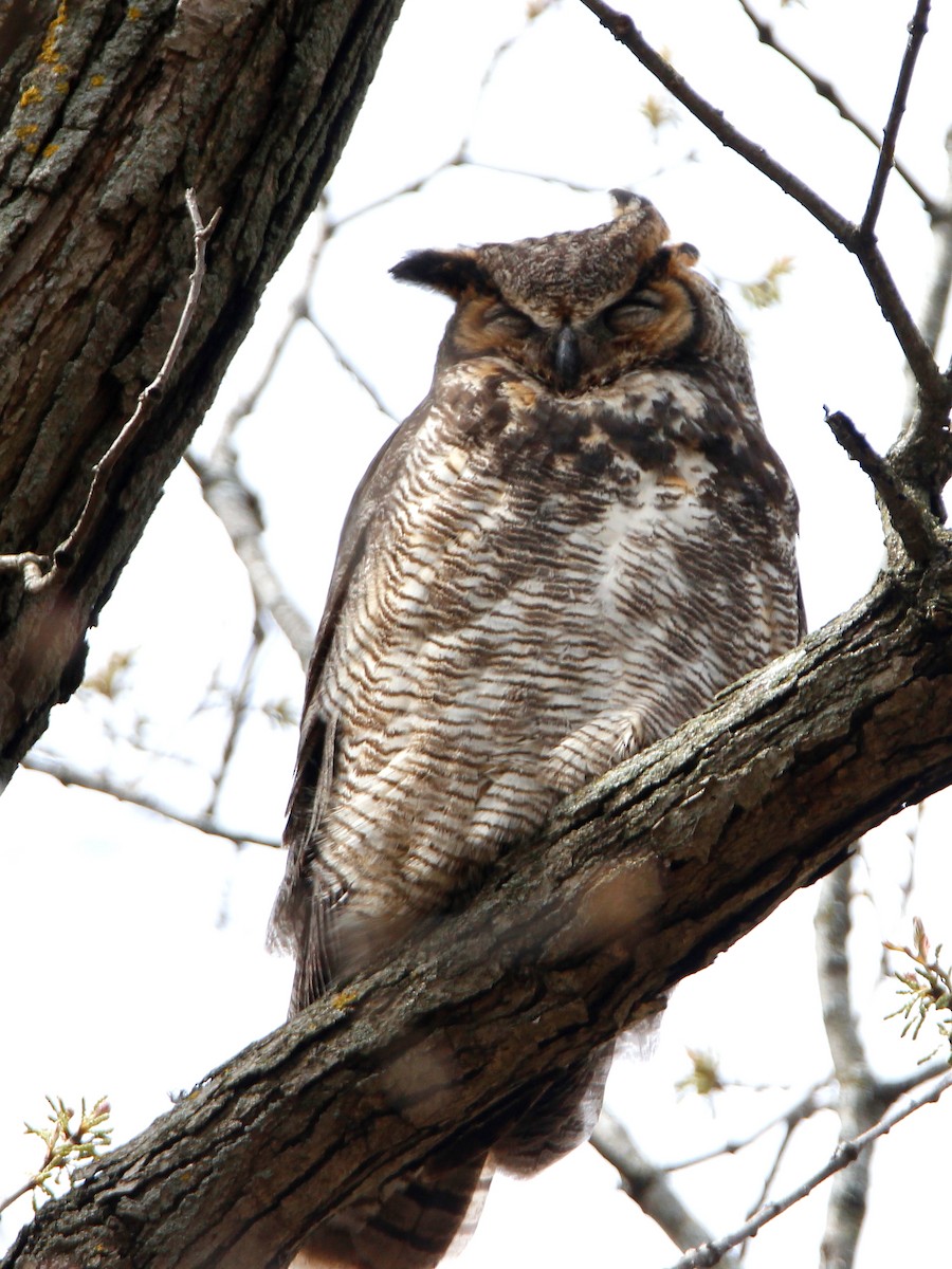 Great Horned Owl - ML56208611