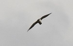 Peregrine Falcon (Malagasy) - ML562086801