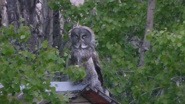 Great Gray Owl - ML562090481
