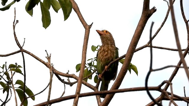 Lineated Barbet - ML562091341