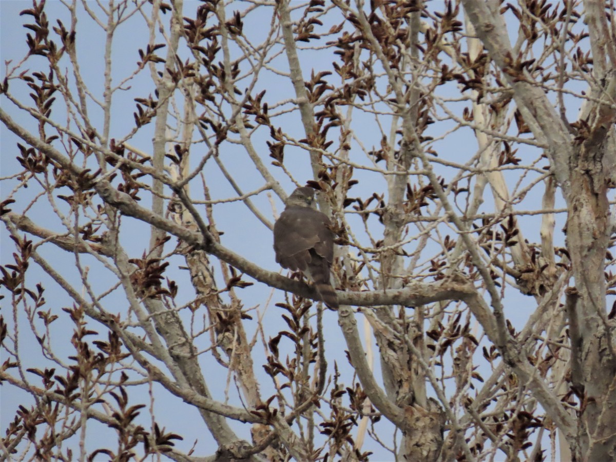 ebird-checklist-22-apr-2023-us-idaho-declo-1129-6s-ranch-rd-eklund