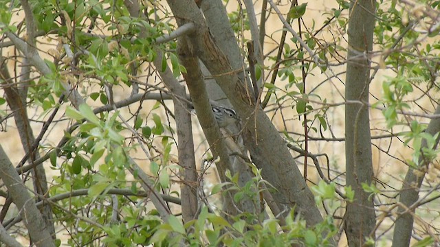 Black-and-white Warbler - ML562092601