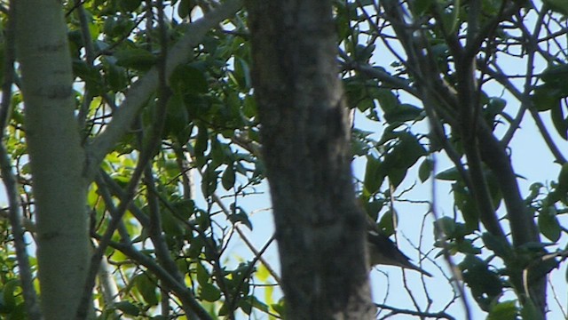 Bay-breasted Warbler - ML562096591