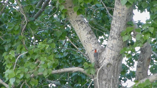 Red-bellied Woodpecker - ML562097011