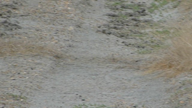 Piping Plover - ML562097271