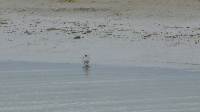 Piping Plover - ML562097281