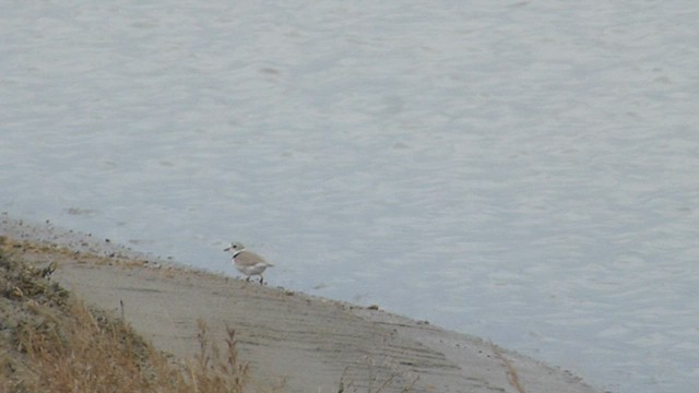 Piping Plover - ML562097301