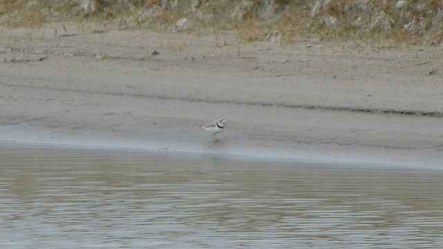 Piping Plover - ML562097311