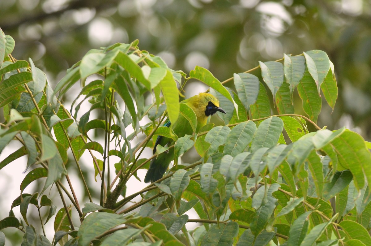 Blue-winged Leafbird - ML562097361