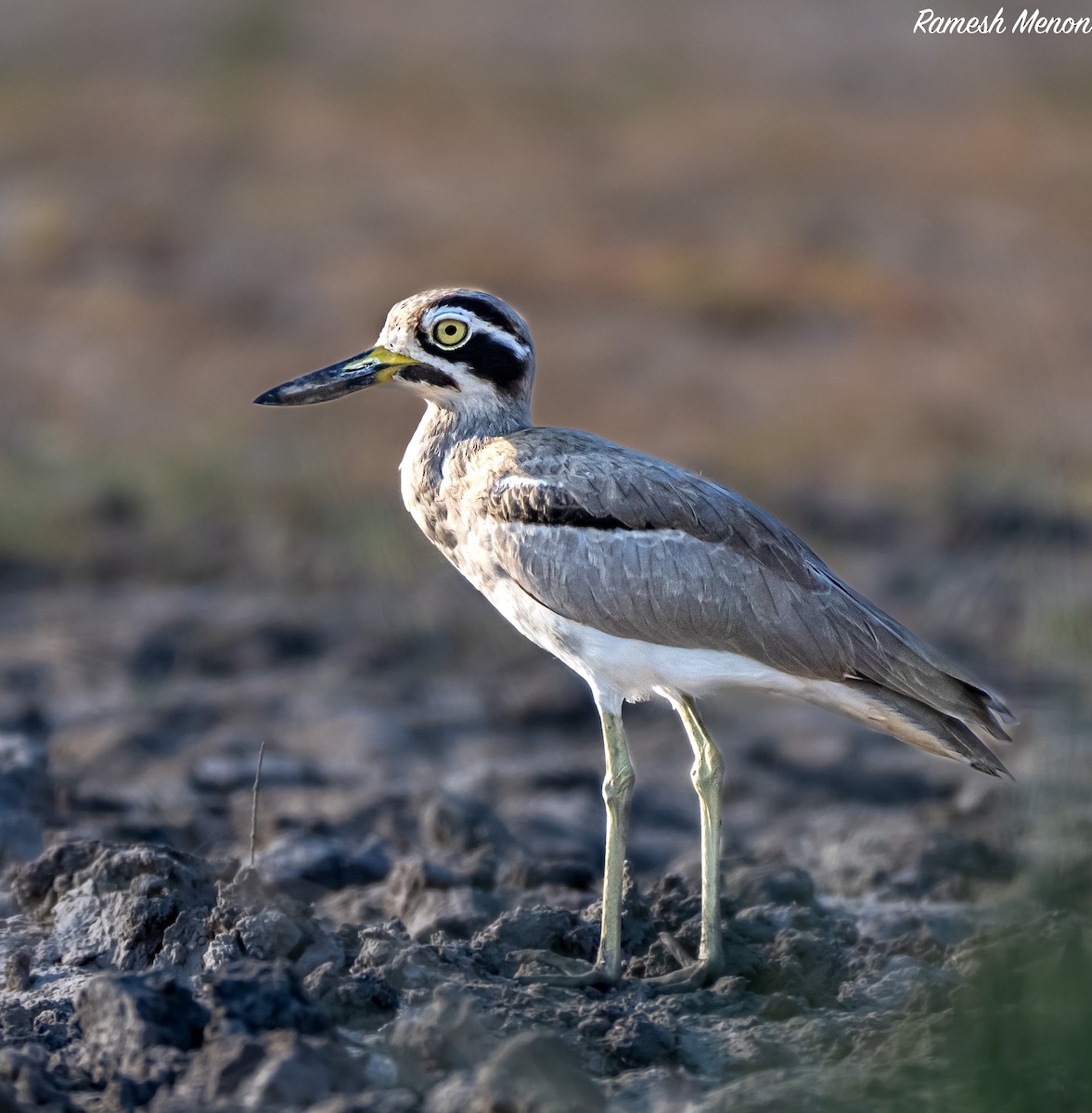 Great Thick-knee - ML562097741